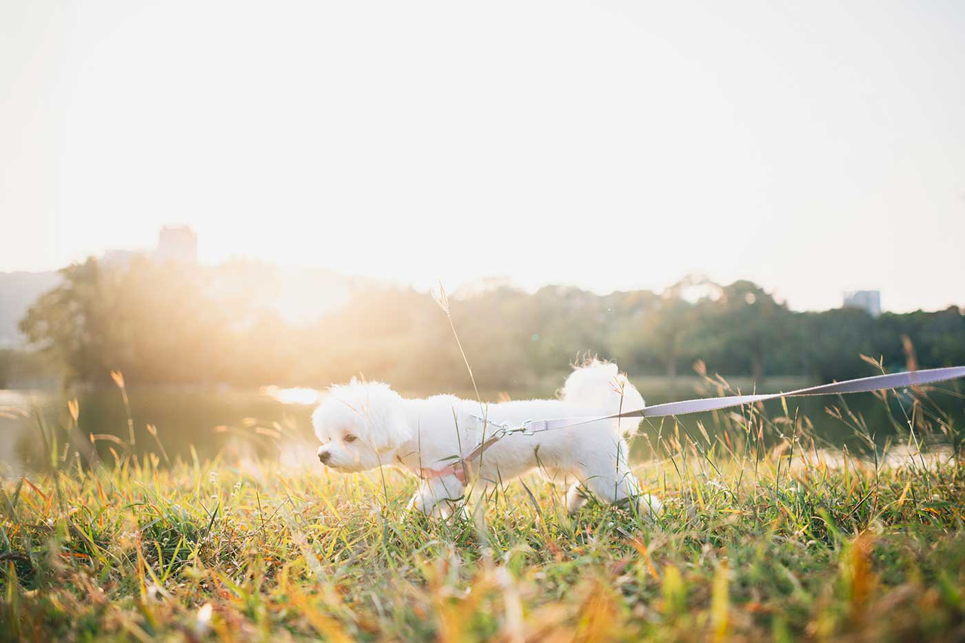Pleasant View: Dog Days of Summer