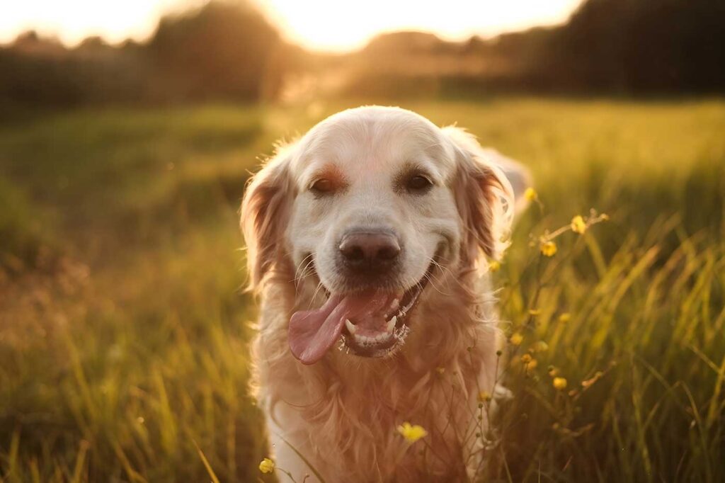 Wittenberg Village: Dog Days of Summer