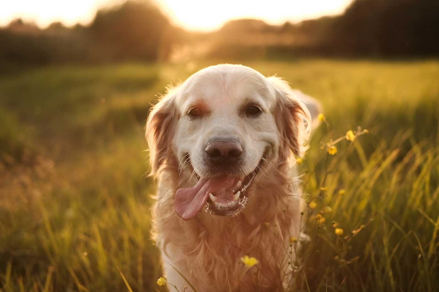 Wittenberg Village: Dog Days of Summer